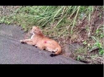 Operação de resgate envolveu PRF, Bombeiros e veterinários do Zoobotânico; animal está sob cuidados intensivos