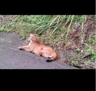 Operação de resgate envolveu PRF, Bombeiros e veterinários do Zoobotânico; animal está sob cuidados intensivos