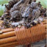 O morador Adriano Sacht registrou o momento mágico em que a natureza escolheu um móvel inusitado para dar vida a uma nova geração de aves