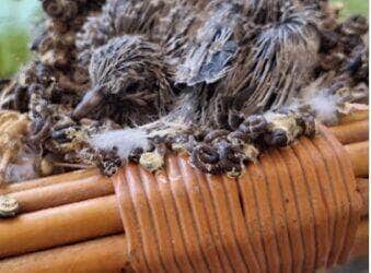 O morador Adriano Sacht registrou o momento mágico em que a natureza escolheu um móvel inusitado para dar vida a uma nova geração de aves