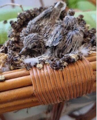 O morador Adriano Sacht registrou o momento mágico em que a natureza escolheu um móvel inusitado para dar vida a uma nova geração de aves