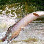 Cartilha da Embrapa orienta produtores sobre prevenção de doenças no cultivo do pirarucu