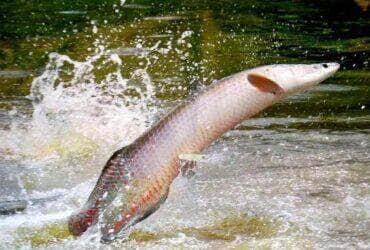 Cartilha da Embrapa orienta produtores sobre prevenção de doenças no cultivo do pirarucu