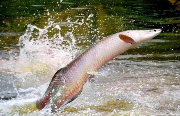 Cartilha da Embrapa orienta produtores sobre prevenção de doenças no cultivo do pirarucu