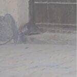 Com movimentos dignos de um mestre das artes marciais, roedor se contorce por minúsculo buraco e prova que, no mundo animal, o impossível é só questão de perspectiva