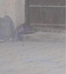 Com movimentos dignos de um mestre das artes marciais, roedor se contorce por minúsculo buraco e prova que, no mundo animal, o impossível é só questão de perspectiva