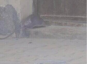 Com movimentos dignos de um mestre das artes marciais, roedor se contorce por minúsculo buraco e prova que, no mundo animal, o impossível é só questão de perspectiva