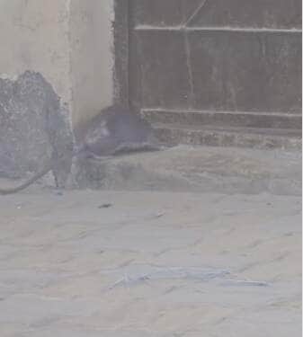 Com movimentos dignos de um mestre das artes marciais, roedor se contorce por minúsculo buraco e prova que, no mundo animal, o impossível é só questão de perspectiva