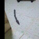 Cena inusitada mostra família de roedores em fila perfeita entrando por um ralo; sincronia chamou atenção de internautas e especialistas em comportamento animal