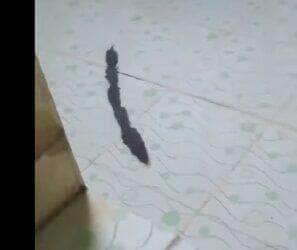 Cena inusitada mostra família de roedores em fila perfeita entrando por um ralo; sincronia chamou atenção de internautas e especialistas em comportamento animal