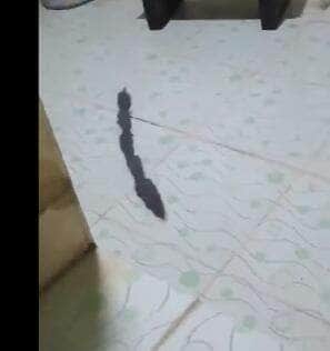 Cena inusitada mostra família de roedores em fila perfeita entrando por um ralo; sincronia chamou atenção de internautas e especialistas em comportamento animal