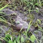 Registro impressionante mostra a serpente deslizando tranquila entre as águas, arrancando reações curiosas e encantadas de moradores; cena reforça a exuberância da fauna brasileira