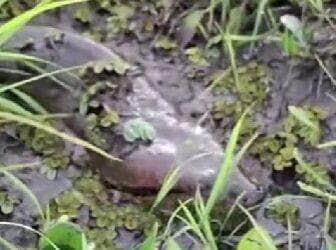 Registro impressionante mostra a serpente deslizando tranquila entre as águas, arrancando reações curiosas e encantadas de moradores; cena reforça a exuberância da fauna brasileira