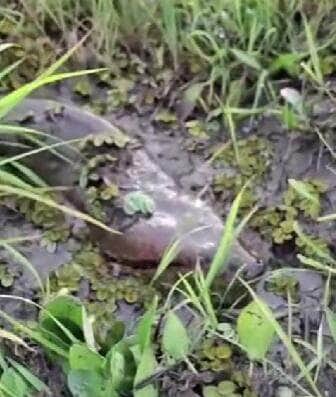 Registro impressionante mostra a serpente deslizando tranquila entre as águas, arrancando reações curiosas e encantadas de moradores; cena reforça a exuberância da fauna brasileira