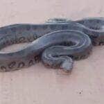 Com movimentos tranquilos e um “carão” natural, a sucuri chamou atenção de motoristas e encantou internautas com seu desfile inesperado no asfalto.