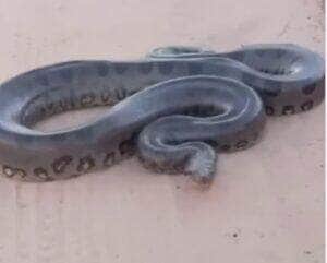 Com movimentos tranquilos e um “carão” natural, a sucuri chamou atenção de motoristas e encantou internautas com seu desfile inesperado no asfalto.