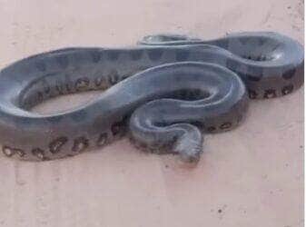 Com movimentos tranquilos e um “carão” natural, a sucuri chamou atenção de motoristas e encantou internautas com seu desfile inesperado no asfalto.