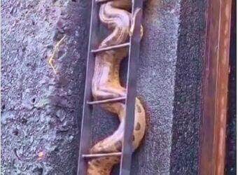 Aparição surpresa de uma sucuri impressiona turistas no interior de SP e vira atração nas redes; especialistas explicam que, embora raro, o encontro é natural e reforça a beleza selvagem do rio.