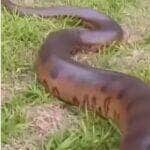 Apesar do tamanho impressionante, a sucuri mostrou que não é só força: ela sabe ser rápida, discreta e muito escorregadia quando o assunto é se proteger