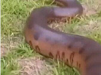 Apesar do tamanho impressionante, a sucuri mostrou que não é só força: ela sabe ser rápida, discreta e muito escorregadia quando o assunto é se proteger