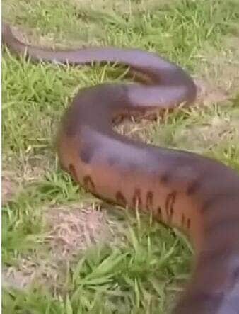 Apesar do tamanho impressionante, a sucuri mostrou que não é só força: ela sabe ser rápida, discreta e muito escorregadia quando o assunto é se proteger