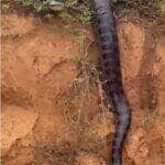 Cena inusitada chamou atenção de motoristas: gigante da natureza parecia estar desfilando para as câmeras como uma verdadeira estrela da fauna brasileira.