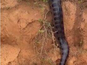 Cena inusitada chamou atenção de motoristas: gigante da natureza parecia estar desfilando para as câmeras como uma verdadeira estrela da fauna brasileira.