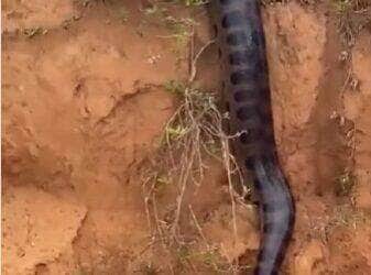 Cena inusitada chamou atenção de motoristas: gigante da natureza parecia estar desfilando para as câmeras como uma verdadeira estrela da fauna brasileira.