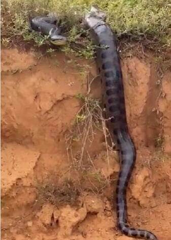 Cena inusitada chamou atenção de motoristas: gigante da natureza parecia estar desfilando para as câmeras como uma verdadeira estrela da fauna brasileira.