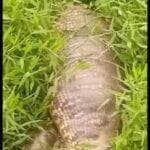 Homem se depara com cobra sucuri gigantesca e “de barriga cheia” em área alagada; ele acredita que animal passe dos oito metros, mas especialistas mantêm cautela sobre o tamanho