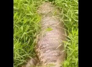 Homem se depara com cobra sucuri gigantesca e “de barriga cheia” em área alagada; ele acredita que animal passe dos oito metros, mas especialistas mantêm cautela sobre o tamanho