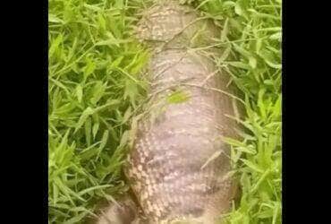 Homem se depara com cobra sucuri gigantesca e “de barriga cheia” em área alagada; ele acredita que animal passe dos oito metros, mas especialistas mantêm cautela sobre o tamanho