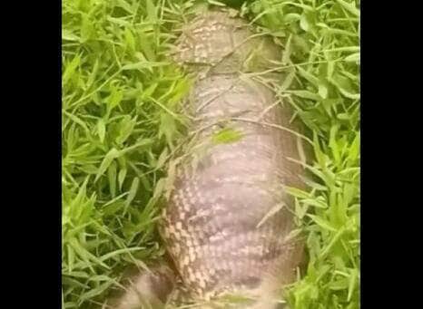 Homem se depara com cobra sucuri gigantesca e “de barriga cheia” em área alagada; ele acredita que animal passe dos oito metros, mas especialistas mantêm cautela sobre o tamanho