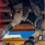 Família percebeu a hóspede inusitada antes de ligar o carro e acionou a Polícia Militar Ambiental. A serpente foi retirada ilesa e devolvida à natureza.