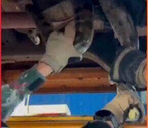 Família percebeu a hóspede inusitada antes de ligar o carro e acionou a Polícia Militar Ambiental. A serpente foi retirada ilesa e devolvida à natureza.