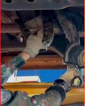 Família percebeu a hóspede inusitada antes de ligar o carro e acionou a Polícia Militar Ambiental. A serpente foi retirada ilesa e devolvida à natureza.