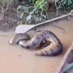 Registro impressionante de uma sucuri gigante em um rio desperta curiosidade e espanto: pescadores se aproximam com remo para investigar o que o "monstro das águas" estava devorando. Vídeo viralizou nas redes sociais e virou assunto entre amantes da natureza.