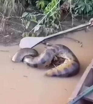 Registro impressionante de uma sucuri gigante em um rio desperta curiosidade e espanto: pescadores se aproximam com remo para investigar o que o "monstro das águas" estava devorando. Vídeo viralizou nas redes sociais e virou assunto entre amantes da natureza.
