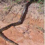Grupo de amigos flagra sucuri cruzando estrada e um deles decide puxar o rabo da cobra; o resultado? Um susto daqueles e uma fuga digna de meme!