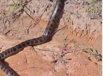 Grupo de amigos flagra sucuri cruzando estrada e um deles decide puxar o rabo da cobra; o resultado? Um susto daqueles e uma fuga digna de meme!