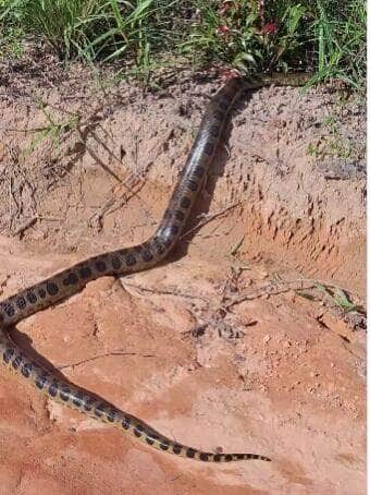 Grupo de amigos flagra sucuri cruzando estrada e um deles decide puxar o rabo da cobra; o resultado? Um susto daqueles e uma fuga digna de meme!