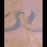 Com olhos atentos e câmeras em mãos, pescadores registraram o momento em que uma imensa sucuri se camuflava entre a areia e as águas rasas de um rio paradisíaco — uma verdadeira aula de adaptação da natureza