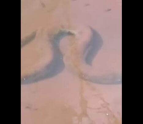 Com olhos atentos e câmeras em mãos, pescadores registraram o momento em que uma imensa sucuri se camuflava entre a areia e as águas rasas de um rio paradisíaco — uma verdadeira aula de adaptação da natureza