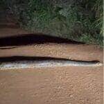 O "passeio noturno" da sucuri surpreendeu motoristas e virou sensação na internet; vídeo mostra o réptil desfilando calmamente pela estrada em uma noite escura no interior do Brasil.