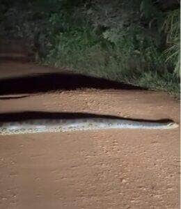 O "passeio noturno" da sucuri surpreendeu motoristas e virou sensação na internet; vídeo mostra o réptil desfilando calmamente pela estrada em uma noite escura no interior do Brasil.