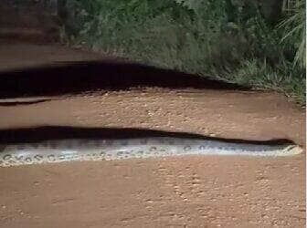 O "passeio noturno" da sucuri surpreendeu motoristas e virou sensação na internet; vídeo mostra o réptil desfilando calmamente pela estrada em uma noite escura no interior do Brasil.