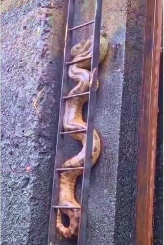 Aparição surpresa de uma sucuri impressiona turistas no interior de SP e vira atração nas redes; especialistas explicam que, embora raro, o encontro é natural e reforça a beleza selvagem do rio.