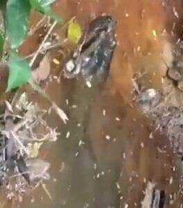 Vídeo mostra a imponência e serenidade da maior serpente das Américas em seu habitat natural, reforçando sua importância para o equilíbrio ecológico