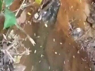 Vídeo mostra a imponência e serenidade da maior serpente das Américas em seu habitat natural, reforçando sua importância para o equilíbrio ecológico