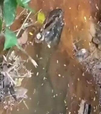 Vídeo mostra a imponência e serenidade da maior serpente das Américas em seu habitat natural, reforçando sua importância para o equilíbrio ecológico